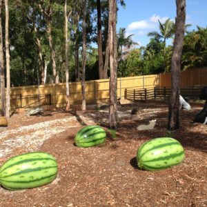 Watermelon | Jungle Play