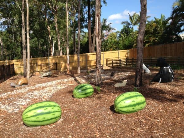 Watermelon | Jungle Play