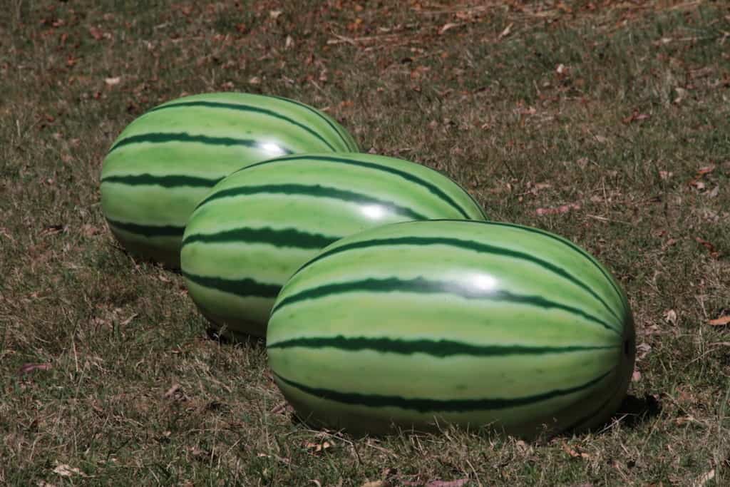 Watermelon Gangle Watermelon – Jungle Play