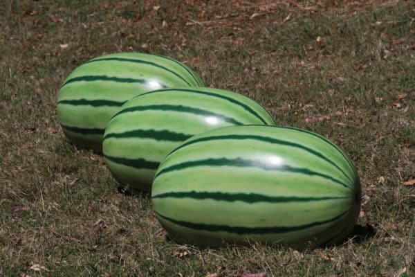 Jungle Play Watermelon Seat